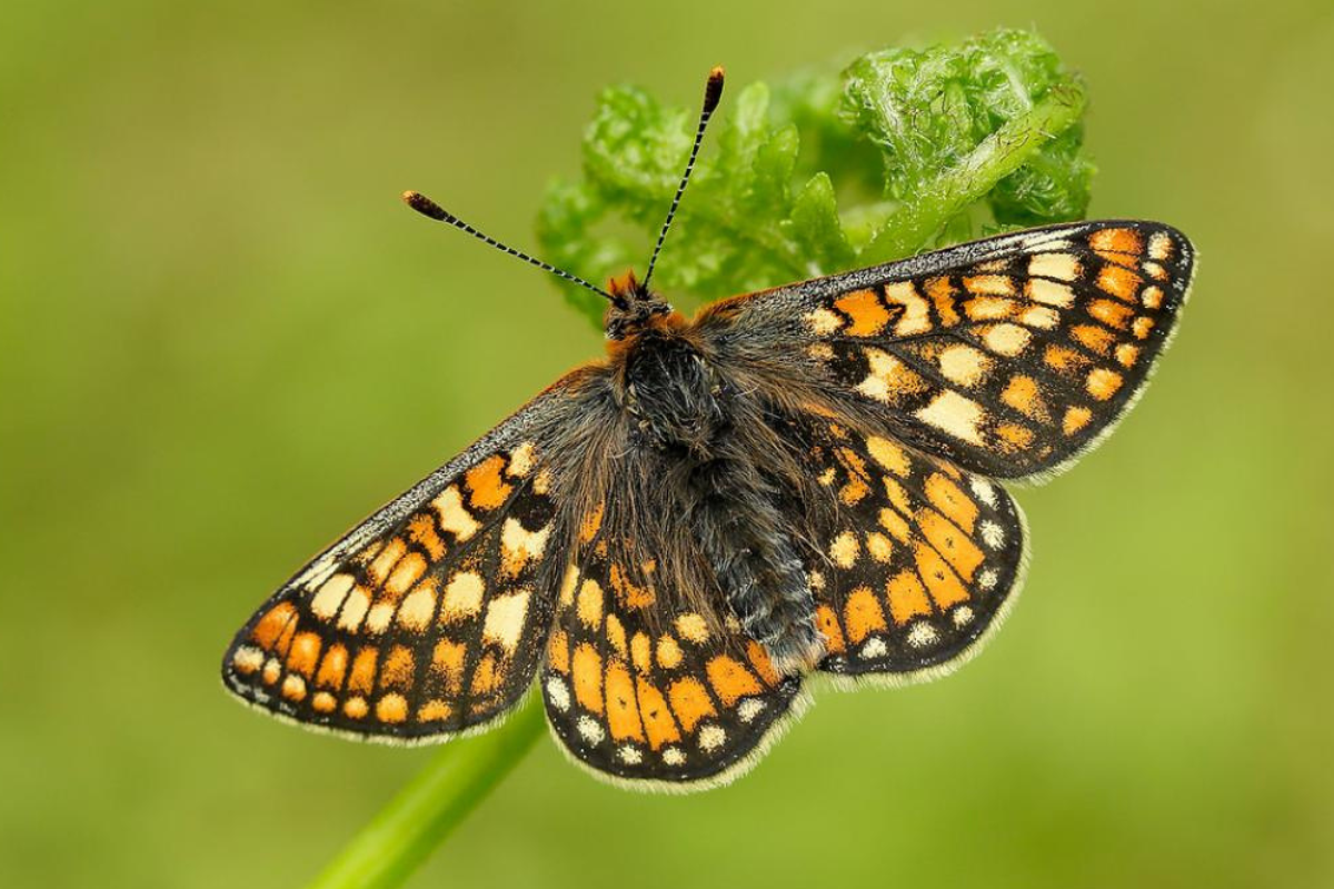 Black Garden Field Butterfly Survey 2020